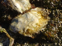 Striostrea margaritacea