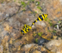 Phimenes flavopictus flavopictus