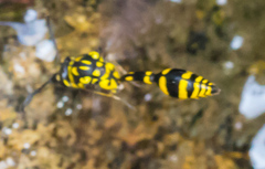 Phimenes flavopictus flavopictus