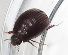 Trochalus