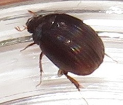 Trochalus