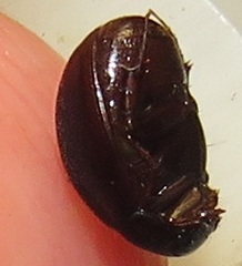 Trochalus