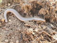 Chalcides bedriagai