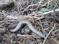 Chalcides bedriagai