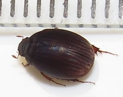Trochalus