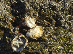 Striostrea margaritacea