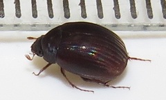 Trochalus