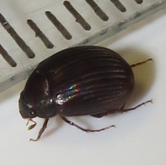 Trochalus