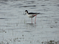 Himantopus himantopus