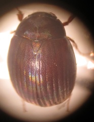 Trochalus