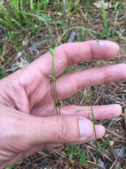 Wahlenbergia marginata