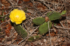 Opuntia austrina