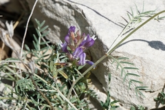 Astragalus muelleri