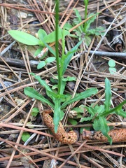 Wahlenbergia marginata
