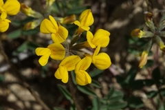 Hippocrepis