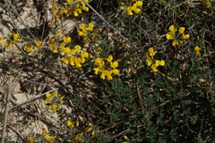 Hippocrepis