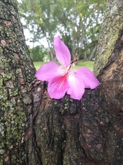 Bauhinia variegata