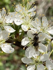 Colletes inaequalis