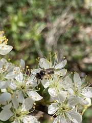 Colletes inaequalis