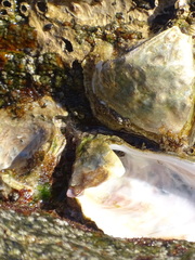 Striostrea margaritacea