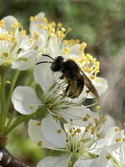 Colletes inaequalis