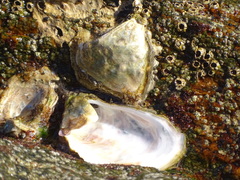 Striostrea margaritacea