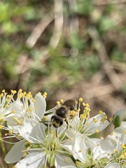 Colletes inaequalis