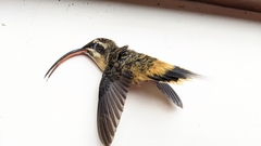 Phaethornis syrmatophorus