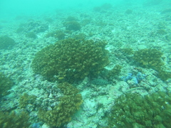 Cephalopholis panamensis