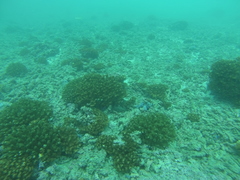 Cephalopholis panamensis