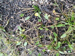 Ranunculus ophioglossifolius