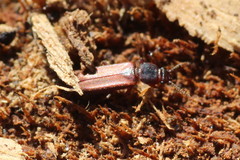 Pediacus