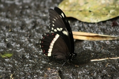 Papilio coroebus syndemis