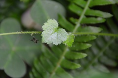 Tolmiea diplomenziesii