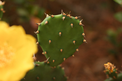 Opuntia austrina