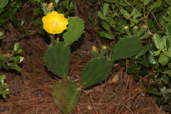 Opuntia austrina
