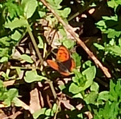 Lycaena phlaeas