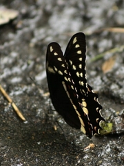 Papilio coroebus syndemis