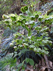 Helleborus foetidus