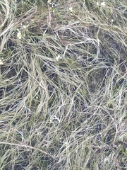 Antinoria agrostidea