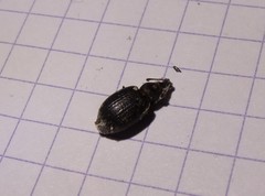 Curculionoidea
