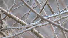 Psammophis schokari