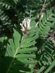 Astragalus boeticus