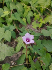 Ipomoea grandifolia