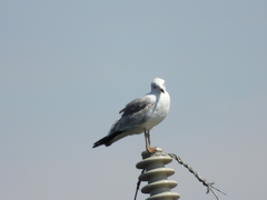 Larus armenicus