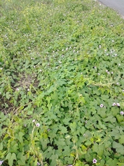 Ipomoea grandifolia