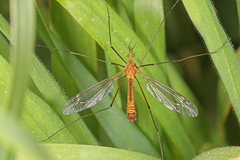 Tipula bezzii