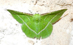 Dichorda rectaria