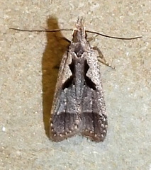 Dichomeris setosella