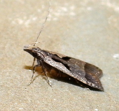 Dichomeris setosella